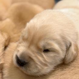Gucci - Golden female Golden Retriever puppy in Saint Pauls, North Carolina from Copperfield’s Goldens