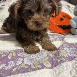 Tubby - Chocolate, tan and white male Yorkshire Terrier puppy in Pounding  Mill, Virginia from Rosa's Chihuahuas