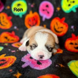 Ron - Red male Pembroke Welsh Corgi puppy in Waverly, Iowa from A Hurd of Corgis
