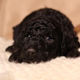 Aria (Pink Collar) - Black female Goldendoodle puppy in Palmetto Bay, Florida from SOMIDOODLES