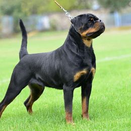 Cortez - Rottweiler