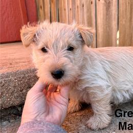 Sneezy (green) - Wheaten male Scottish Terrier puppy in Chattanooga, Oklahoma from Lottie Dottie Scottie’s and Papillons