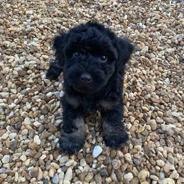 Brownie - Chocolate brindle male Havapoo puppy in Dothan, Alabama from Leo’s Teddy Bear doodles