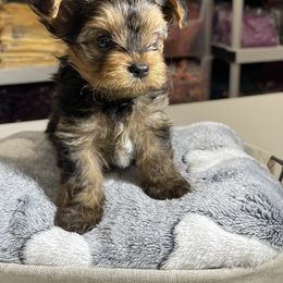 Yorkshire Terrier Puppies from Waggin Buddies Litter
