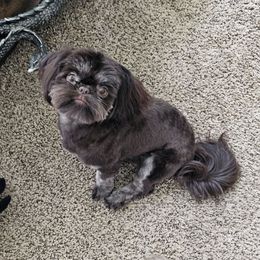 Lydia - Shih Tzu