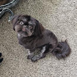 Lydia - Shih Tzu