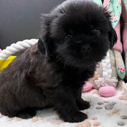 Griffin - Black male Shih Tzu puppy in Stafford, Virginia from Bayview Pups