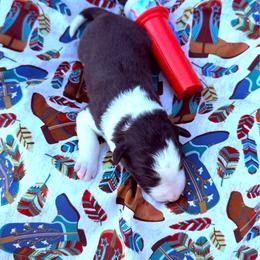 Posty - Black and white male Border Collie puppy in Richland Hills, Texas from Bordercollieblues