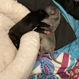 Great Dane Puppies from East Coast Great Danes