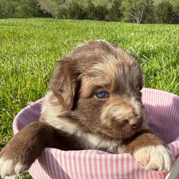 BROWNIE - Red merle female Australian Shepherd puppy in Christiana, Tennessee from Vaught Family Farm