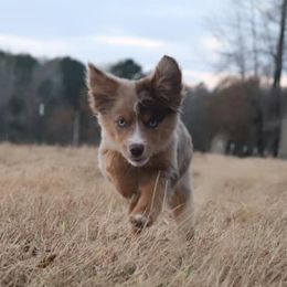 Miniature Australian Shepherds and Toy Australian Shepherds from Prickly Pear Pups