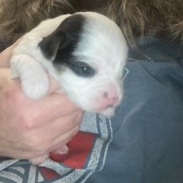 Male 1 - Parti male Yorkshire Terrier puppy in Watertown, New York from NNYYorkies