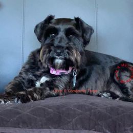 Gemma - Miniature Schnauzer