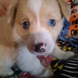 Blue Eyed Matilda - Red female Pembroke Welsh Corgi puppy in Gaffney, South Carolina from Battlefield Kennels