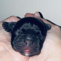 Kosher Dill - Brindle and white male French Bulldog puppy in Tampa Bay, Florida from Woodpecker Ridge Pups