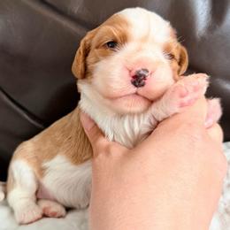 Peanut Brittle - Blenheim female Cavalier King Charles Spaniel puppy in De Soto, Missouri from Blooming Cavaliers