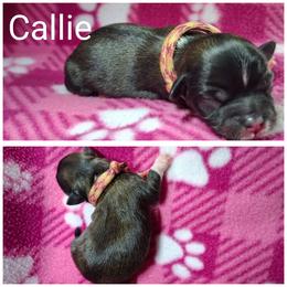 Callie - Black female Lhasa Apso puppy in Cincinnati, Ohio from Shangri-La Lhasa Apsos