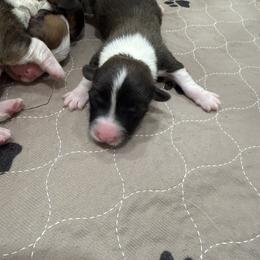 Pink - Red female Pembroke Welsh Corgi puppy in Eltopia, Washington from PNW Pup Co.