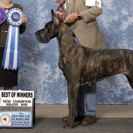 Great Danes from Sundara Danes