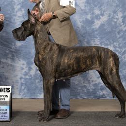 Great Danes from Sundara Danes