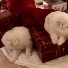 American Eskimo Dogs from Snowy River Eskies