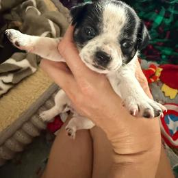 AKC Girl 2 - Black and white female Chihuahua puppy in Anoka, Minnesota from Anoka County MN AKC Chihuahuas
