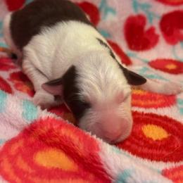 Male 6 Harvey - White and red male Border Collie puppy in Roanoke, Virginia from Romestar performance K9