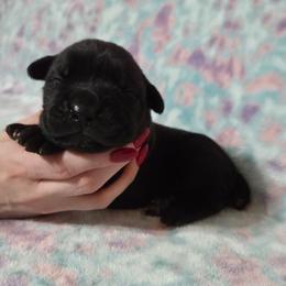 Girl 3 - Black female Cane Corso puppy in Mason City, Illinois from Red Wood Cane Corso