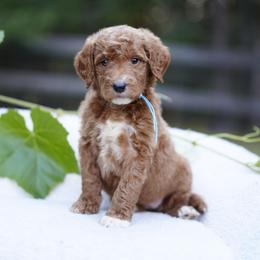 Sky collar - Red  female Goldendoodle puppy in Spokane, Washington from Doodle Love