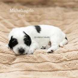 Michelangelo - Black male Australian Labradoodle puppy in Hurricane, Utah from Red Desert Doodles