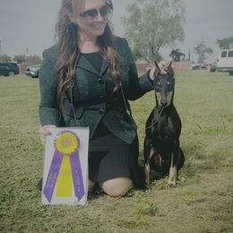 Manchester Terriers from Noble Kennels Standard Manchesters