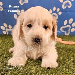 Puma - Parti female Goldendoodle puppy in Peyton, Colorado from Grace N Faith Doodles