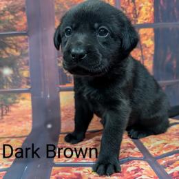 Goldendoodle, Golden Retriever, Labradoodle, and Labrador Retriever Puppies from Robertson's Retrievers and Doodles