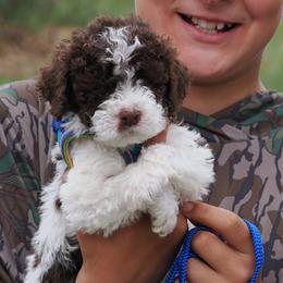 Lagotto Romagnolo puppies from Michigan Lagotto