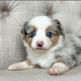 Southern🌊 - Blue merle female Miniature Australian Shepherd puppy in Granbury, Texas from Triple Cross Doodles