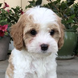 Cavalier King Charles Spaniel and Cavapoo Puppies from VITPOM PUPPIES