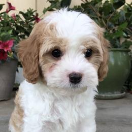 Cavalier King Charles Spaniel and Cavapoo Puppies from VITPOM PUPPIES