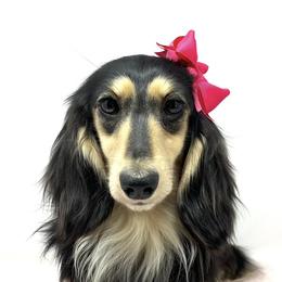 Prada - Dachshund