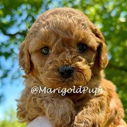 Reina - Red female Cavapoo puppy in Liberty, Missouri from Marigold Pups