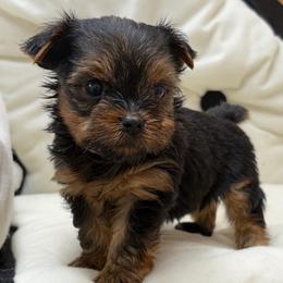 Hank TEACUP - Blue and gold male Yorkshire Terrier puppy in Monticello, Iowa from Ashley’s Puppies
