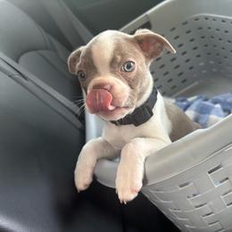 Benny - Lilac male Boston Terrier puppy in Temple, Texas from Splashed To Perfection Farms
