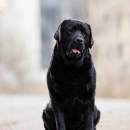 Brutus - Labrador Retriever