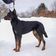 Eileen - Beauceron