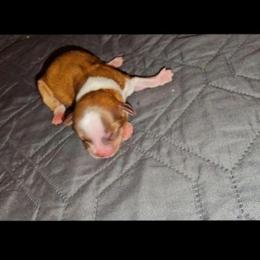 Boy 2 SC - Red and white male Chihuahua puppy in Meridian, Oklahoma from Crazy Love Kennels