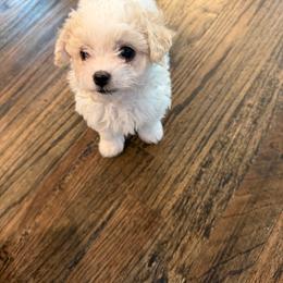 Navy Male Toy Maltipoo - Parti male Maltipoo puppy in Royse City, Texas from Cleveland's Poodles & Toy Maltipoo’s