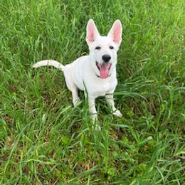German Shepherd All Grown Up from Diamond White German Shepherds
