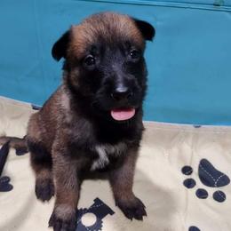 Belgian Malinois and German Shepherd Puppies from Madhouse’s Belgian Malinois and German Shepherds
