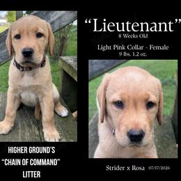 Lieutenant Light Pink - Yellow female Labrador Retriever puppy in Eaton Rapids, Michigan from Higher Ground Labradors