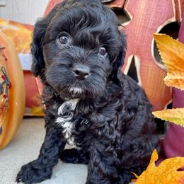 Aussiedoodles and Cavapoos from Cuddly Cavapoos