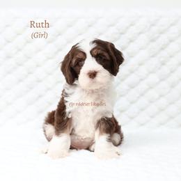 Ruth - Chocolate female Australian Labradoodle puppy in Hurricane, Utah from Red Desert Doodles